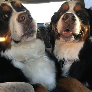 Meet your Posher, Autumn